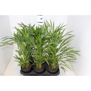 PALMEIRA ARECA BAMBU P17