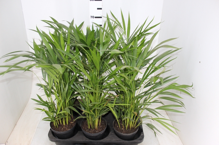 PALMEIRA ARECA BAMBU P17