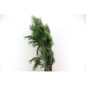 Pinus 5kg Bundel