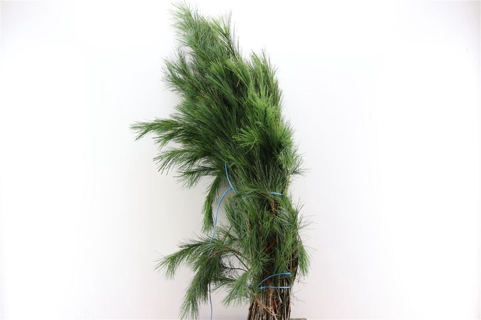 <h4>Pinus 5kg Bundel</h4>