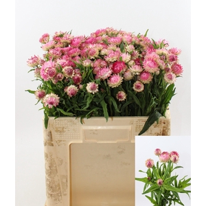 Helichrysum pink