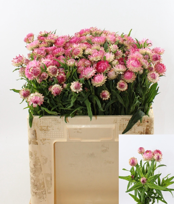 <h4>Helichrysum pink</h4>
