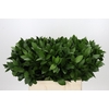 Ruscus Hypophyllum