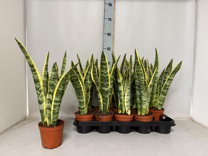 <h4>SANSEV LAURENTII</h4>