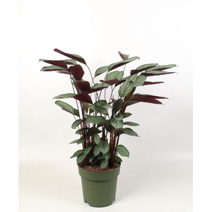 Ctenanthe Compactstar