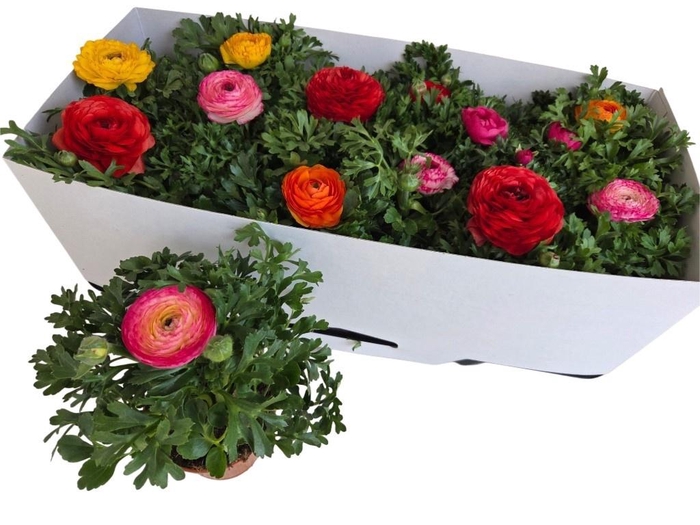 <h4>RANUN SPRINK GEM</h4>