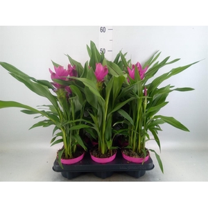 Curcuma alism. 'Siam Sublime'