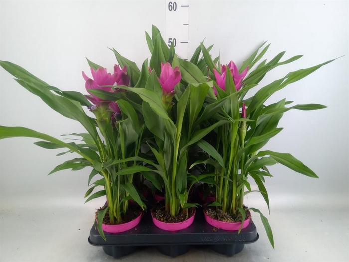 <h4>Curcuma alism. 'Siam Sublime'</h4>