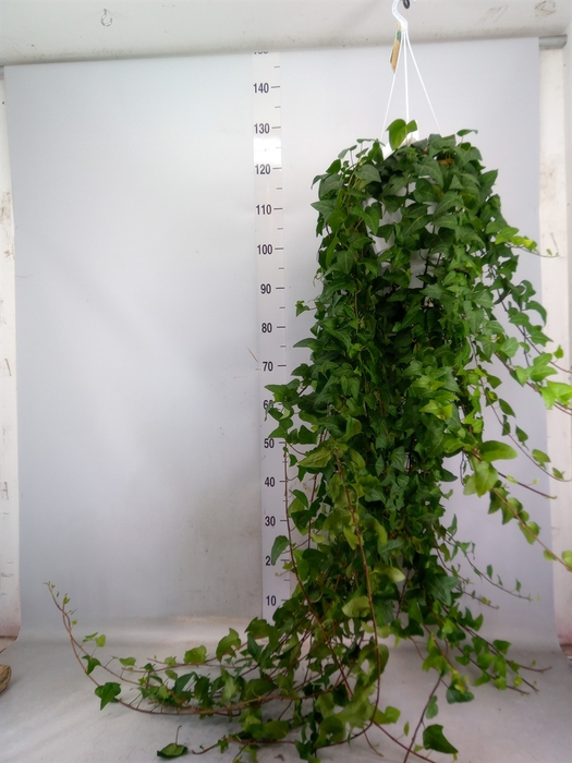 <h4>Hedera helix 'Mein Herz'</h4>
