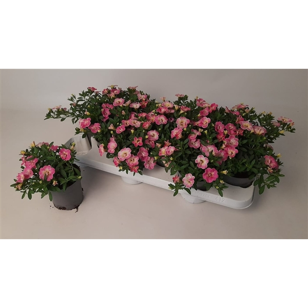 <h4>Calibrachoa Double Fancy Francy</h4>