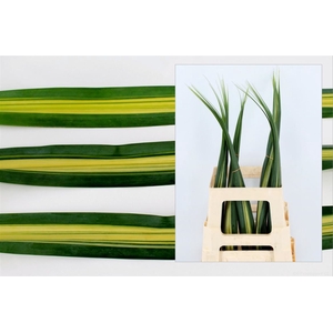 Pandanus Variegatum
