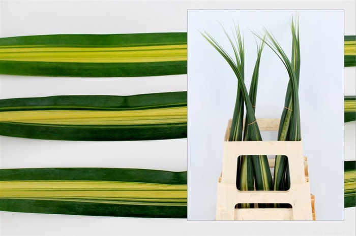 <h4>Pandanus Variegatum</h4>