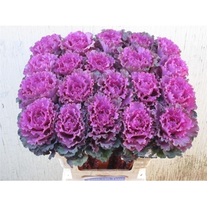 Brassica First Lady
