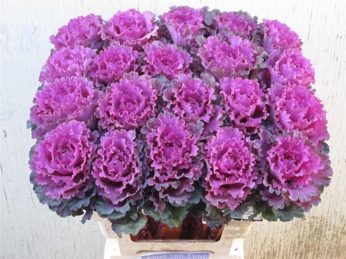 <h4>Brassica First Lady</h4>