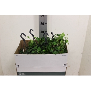 Hedera Wonder Hangpot