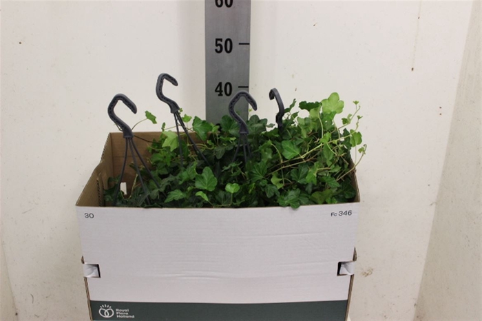 <h4>Hedera Wonder Hangpot</h4>