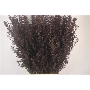 Physocar Op M Sw Che