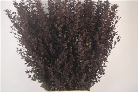 <h4>Physocar Op M Sw Che</h4>