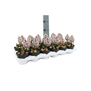 Muscari Pink Sunrise