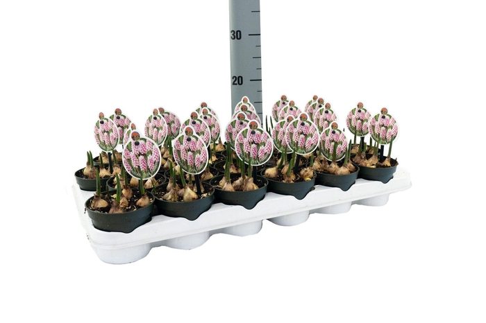 <h4>Muscari Pink Sunrise</h4>