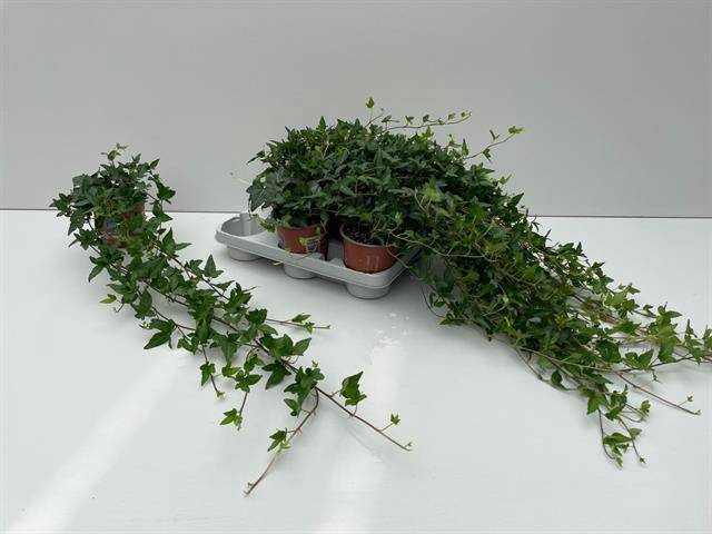 <h4>HEDERA SHAMROCK XL 70CM</h4>