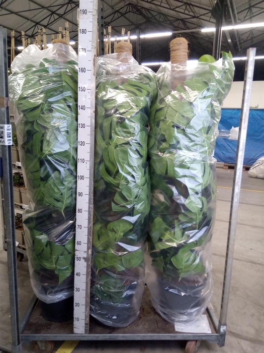 <h4>Monstera pertusum</h4>