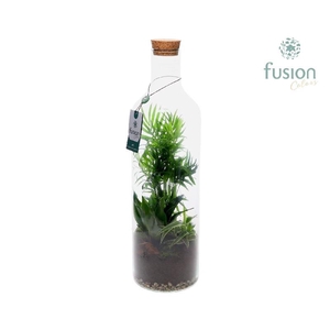 Arrangementen kamerplanten groen H% glasvaas FC-24.0158FDH