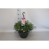 Hangpotten 27 waterreservoir Mix 12 Lobelia Trio