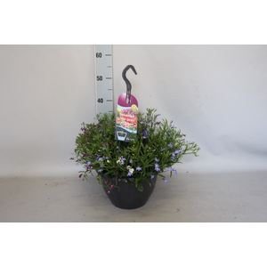 Hangpotten 27 waterreservoir Lobelia Trio