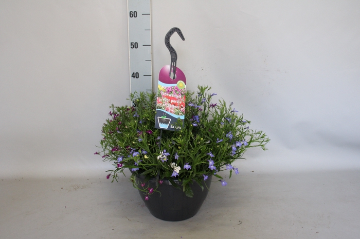 <h4>Hangpotten 27 waterreservoir Lobelia Trio</h4>