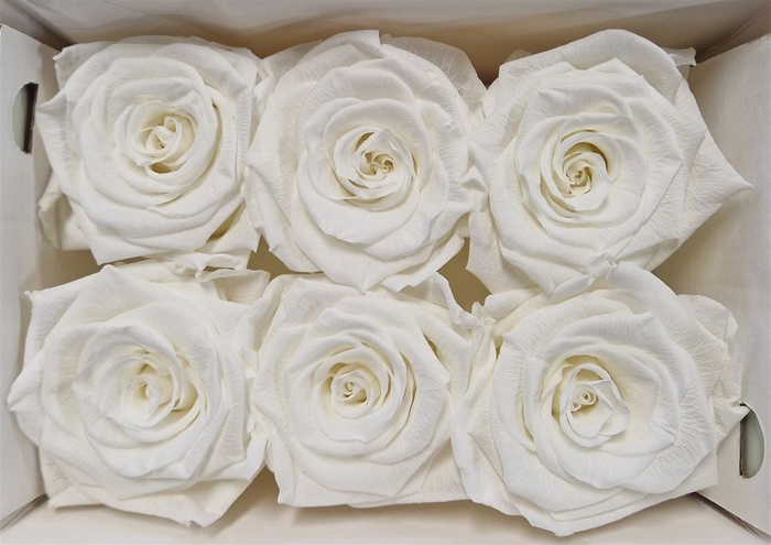 Ro Pres Classic Ivory