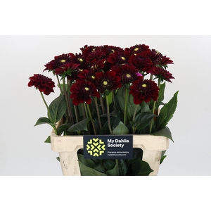 Dahlia Black Fox