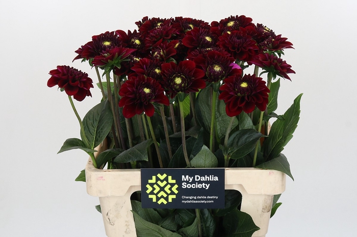 Dahlia Black Fox