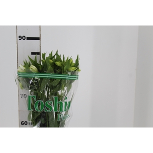 ALSTROEMERIA WHITNEY 080 CM