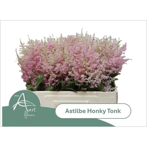 ASTIL AR HONKY TONK