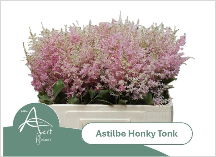 <h4>ASTIL AR HONKY TONK</h4>