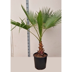 WASHINGTONIA