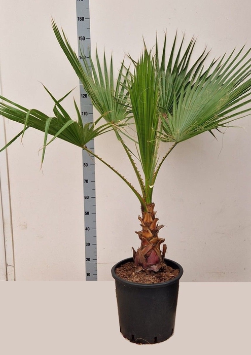 <h4>WASHINGTONIA</h4>