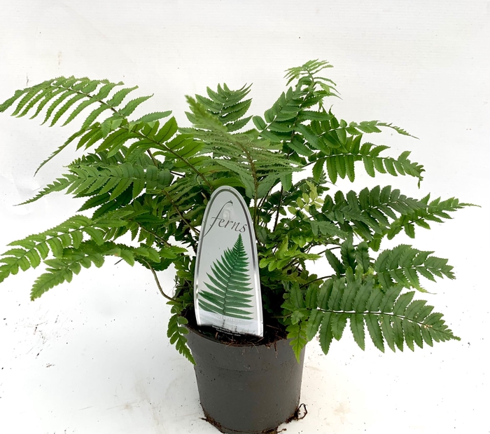Dryopteris filix-mas