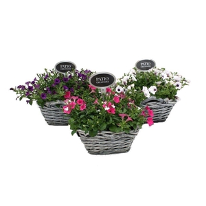 Arr.   Perkplanten L%