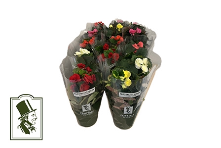 <h4>BEGONIA ELATIOR-HYBRID P10,5</h4>