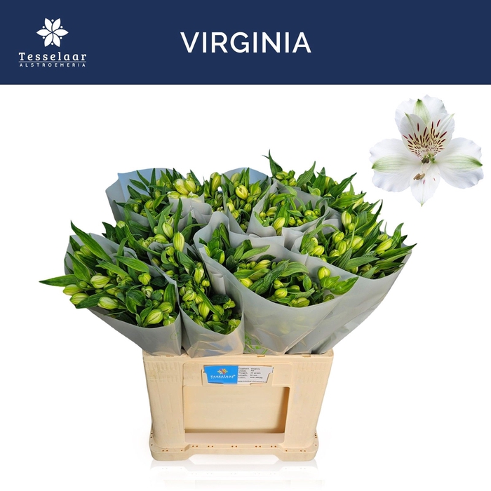 <h4>ALSTR VIRGINIA</h4>