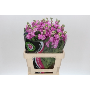 Matthiola Iron Pink