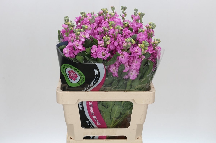 <h4>Matthiola Iron Pink</h4>