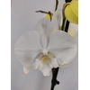 Phalaenopsis overig
