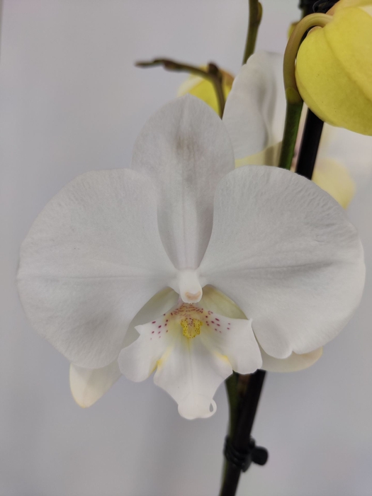 Phalaenopsis overig