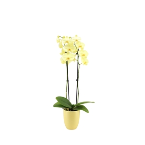 Hugo Citrus Phal I Am Yellow 2T14+