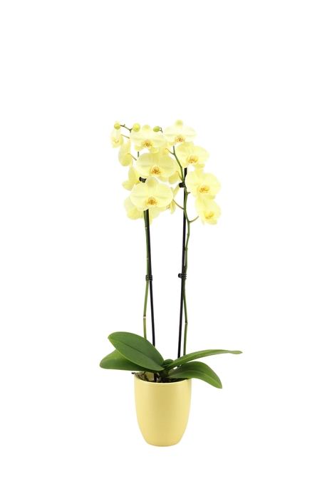 <h4>Hugo Citrus Phal I Am Yellow 2T14+</h4>