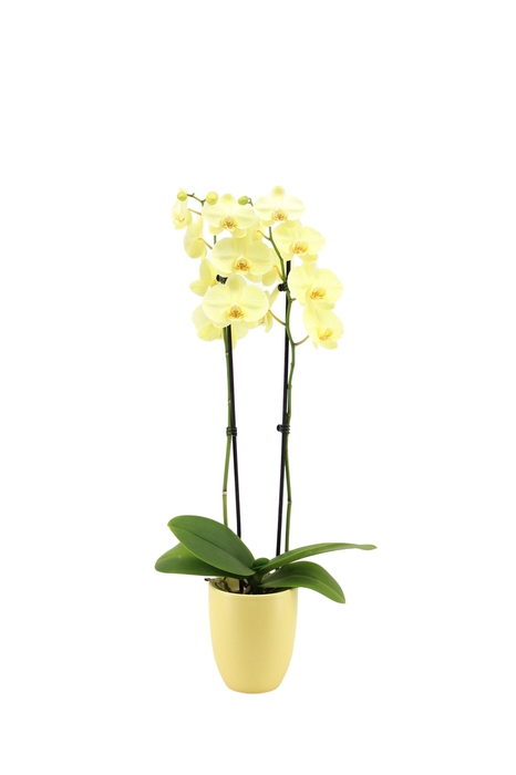 <h4>Hugo Citrus Phal I Am Yellow 2T14+</h4>