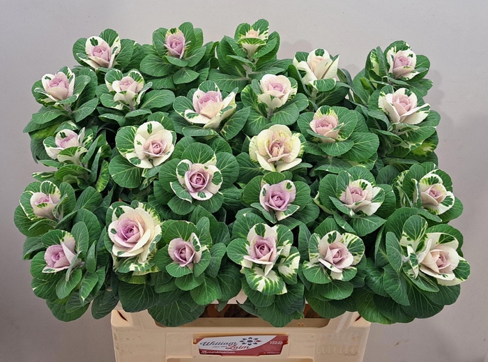 <h4>BRASS WHITE CRANE</h4>